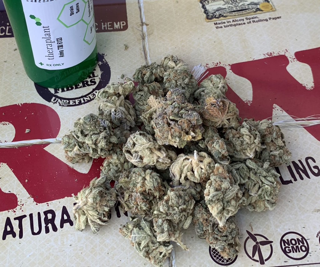 A 14g pile of 30% THC sativa medical marijuana from Theraplant
